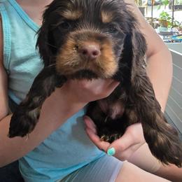 Grey collar - Brown and white male Cocker Spaniel puppy in South Milwaukee, Wisconsin from South East Wisconsin cocker spaniels