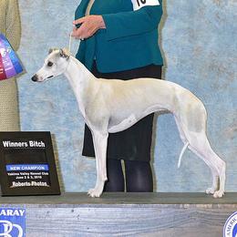 Whippets from LeMax Kennels