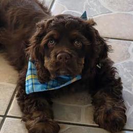 Cocker Spaniels from SoCal Cocker Spaniels