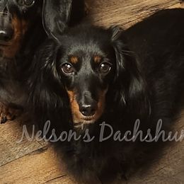 Fritter - Dachshund