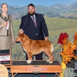 Opal - Nova Scotia Duck Tolling Retriever