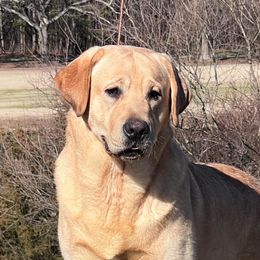 Banner - Labrador Retriever