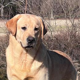 Banner - Labrador Retriever