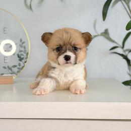 Red and White Female - Red female Pembroke Welsh Corgi puppy in Moreno Valley, California from Corgi Dobie Co.