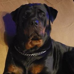 Rottweilers from Baldwin Rottweilers