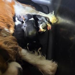 Boy 4 - Tri-color male Cavalier King Charles Spaniel puppy in Springfield, Missouri from Caney Mountain Cavaliers LLC