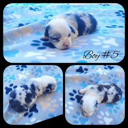 Boy 5 - Blue merle and white male American Corgi puppy in Natchitoches. La, Louisiana from Bleu Bayou Corgis