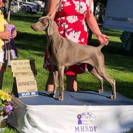 Bella - Weimaraner