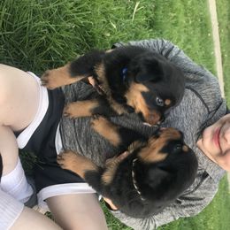 Rottweiler Puppies from Von Witkamp Rottweilers
