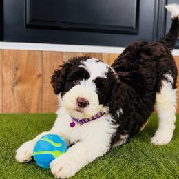 Puppy 5 - Brown and white male Aussiedoodle puppy in Albertville, Alabama from Home Sweet Home Doodles LLC