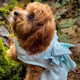 Honey - Cavapoo