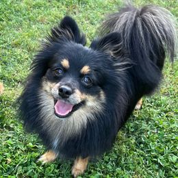 Camea - Pomeranian