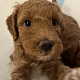 Latte - Apricot female Goldendoodle puppy in Fulshear, Texas from Little Potatoes