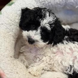 Oregano - male Cavapoochon puppy in North Lawrence, Ohio from Liberty Pups