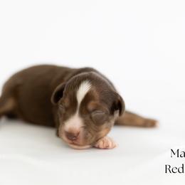 Stetson - Red tri male Miniature Australian Shepherd puppy in Wooster, Ohio from Kari's Mini Aussies