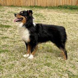 Cash - Australian Shepherd