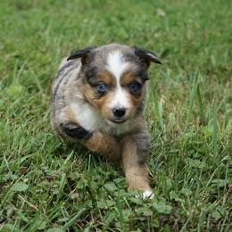 Girl 4 - female Australian Shepherd puppy in Holmesville, Ohio from Coffee Run Spring at Miller Farms