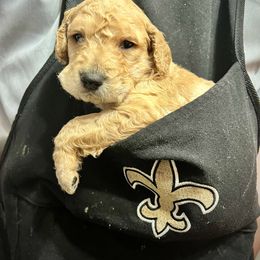 Goldendoodle and Poodle Puppies from Polly Wally Poodles and Doodles