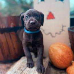 Drake - Chocolate male Labrador Retriever puppy in Sweet Home, Oregon from Knotty Creek Labradors