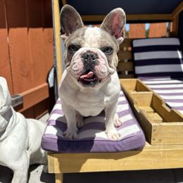 Lucy - French Bulldog