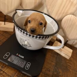 Little Lady Jane - Red female Dachshund puppy in Madisonville, Texas from Little B’s Dachshund Farm
