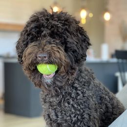 Australian Labradoodles from Poppy Hills Labradoodles