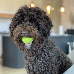 Australian Labradoodles from Poppy Hills Labradoodles