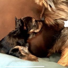 Yorkshire Terrier Puppies from Cutest AKC AZ Yorkies