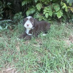 Barbado da Terceira Puppies from Serenity lake farm