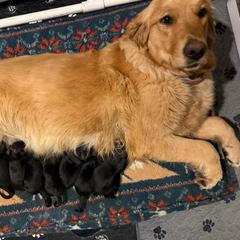 Brindle Boy - male Golden Mountain Dog puppy in Loveland, Colorado from Grateful Bernese & Gage's Goldens