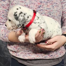 Boy 3 red LUA - White and black male Dalmatian puppy in Nelsonville, Ohio from Woofter Dalmatians