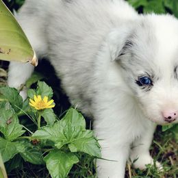 Boy 2 - Border Collie puppy in Mesa, Arizona from Ranch Girl Border Collies