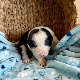 Fizz - Black and white male Border Collie puppy in Owenton, Kentucky from Three16 Ranch