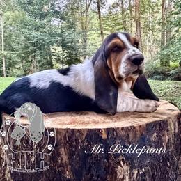 Mr. Picklepants - Black white and brown male Basset Hound puppy in Dingess, West Virginia from Tuckers' Howling Hounds