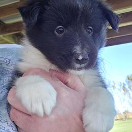Teddy - Black and white male Shetland Sheepdog puppy in Luray, Missouri from Krayola Shelties