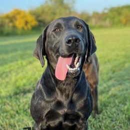 Dilute Retrievers and Labrador Retrievers from 12 Door Farm Labradors