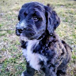 Blaze - Black and white male Assorted Doodle Crosses puppy in Lewistown, Pennsylvania from Southern Star Goldendoodles