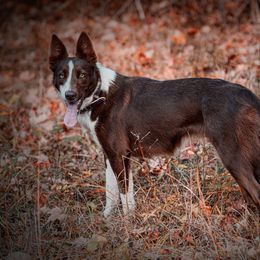 Frog - Border Collie
