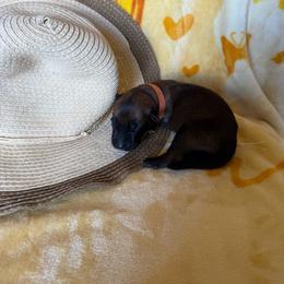 Orange - Red sable male Belgian Malinois puppy in Highland City, Florida from VonSal Kennels