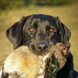 Labrador Retrievers from Centerfield Retrievers