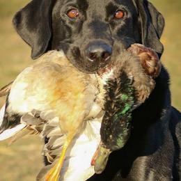 Labrador Retrievers from Centerfield Retrievers