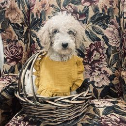 Goldendoodle Puppies from Peachy Pine Goldendoodles