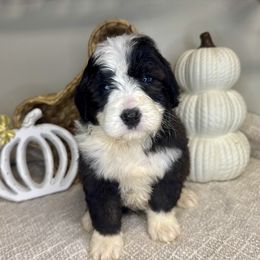 Girl 6 - Black and white female Bernedoodle puppy in Russiaville, Indiana from Pleasant Creek Minibernedoodles