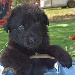 Green Boy - Black male Shiloh Shepherd puppy in Dover, Florida from Heritage Shilohs
