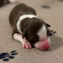 Blue - Red female Border Collie puppy in Kalispell, Montana from North Fork Border Collies