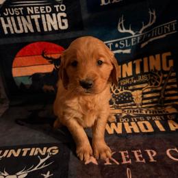 AKC girl 2 orange collar - Dark golden female Golden Retriever puppy in Joshua, Texas from 3 Gun Retrievers