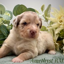 Amethyst - Red merle female Australian Shepherd puppy in Petersburg, Indiana from Royal Aussie’s