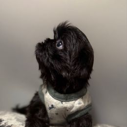 Pepper - Black male Shih Tzu puppy in Covington, Georgia from Top Hats 2  Shih Tzu’s