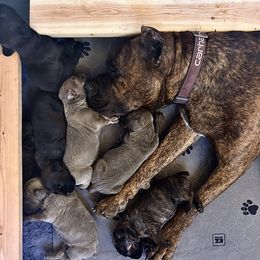 Cane Corso Puppies from Wilco Cane Corso