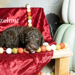 Hazelnut - Brown female Poodle puppy in Spring Branch, Texas from Mezzo Poodles